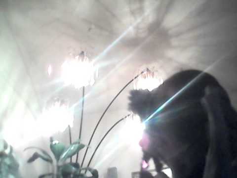 Dear future husband s cover