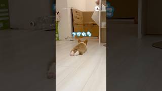The moment when this Corgi's battery runs out is adorable | PECO