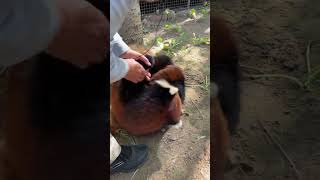 小熊猫打架，管理员过来拉架了。 小熊猫 呆萌呆萌 小动物们能有多治愈 北京野生动物园野生动物零距离
