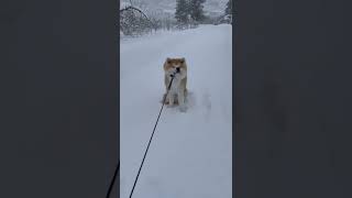 吹雪でも帰りたくない！秋田犬のまる。