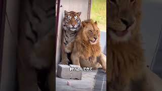 甘えん坊のライオン🦁