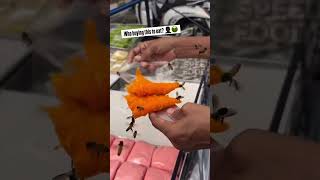 I’m good! It’s a No!!! #food #reels #fyp #foryou #reelsvideo #bees #eating #funny