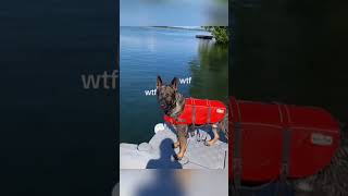 Dogs being idiot part 107 😂| Funny dogs compilation #funnydog #funnypet #cutedog #dog #shorts