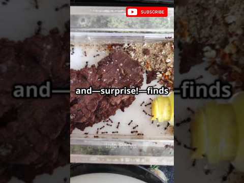 Dead ants found in Maggi delivered by Zepto cafe, and the company's response are trending. #top10