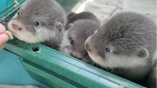 海遊館のカワウソの赤ちゃんが可愛すぎて手に負えない!!