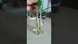 Hibiscus Plant Propagation in Water #hibiscus #treandingshorts #viralshort #gardening