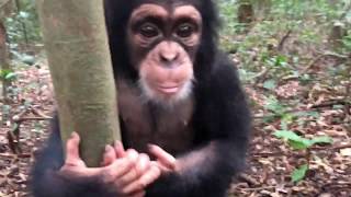 Forest School for the rescued Chimpanzees of Tacugama Chimpanzee Sanctuary