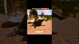 The Journey Of Baby Turtles 🐢 #shorts #facts #mirjaexplain