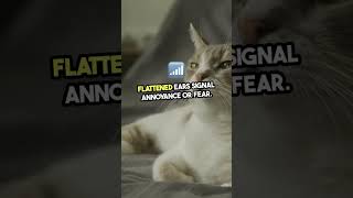 17- "20 Amazing Cat Facts You Didn’t Know! 🐱 | Fun Cat Trivia"