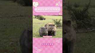 袋熊，一款愛撒嬌的方粑粑俠#動物#袋熊#可愛#擴散