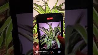 #iphone #camera #hack #tipsandtricks #iphonehacks #iphonehiddenfeatures #iphonehack #iphone13 #hack