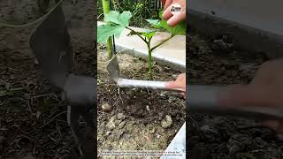 Loosening Soil After Rain for Healthy Okra 🌧️🌱 #OkraFarming #SoilCare  #FarmingTips