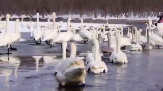 2016/02/12 屈斜路湖砂湯的天鵝