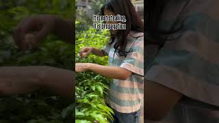 Multiplying plants like crazy #Buyplantsonline #Shorts #planthaul #Viral #memes