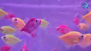 Latatai Vitthalrao Ingle | Integrated Ornamental fish unit | Akola | PMMSY Maharashtra State
