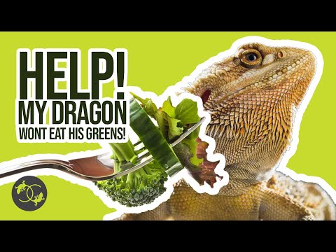 Fussy Eaters - How to get your Bearded Dragon to eat salads - Cookies Critters