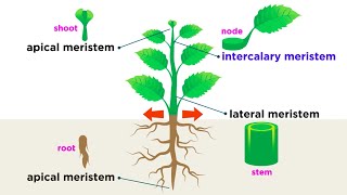 Types of Plant Cells