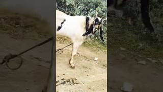 Kota bakra#top quality#white eyes#careershort#yt short#viral