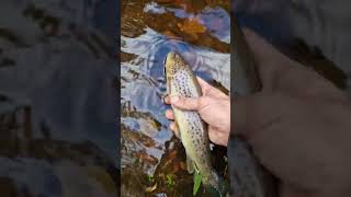 #fishing #scotland #catchandrelease #lurefishinguk #trout #browntrout #flyfishing #scenery