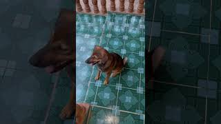 Funny puppy laughing 😆 #puppy #shorts #doglaughs