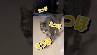 えっほえっほみんなに伝えなきゃ！#エッホエッホの歌 #保護猫 #shorts #ねこのいる暮らし #えっほ