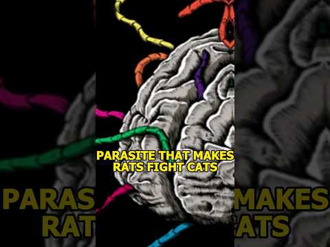 The Most Complex Living Organism - Joe Rogan