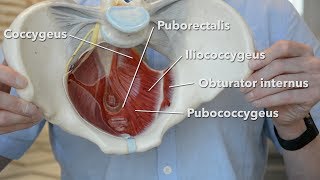 Pelvic floor muscles