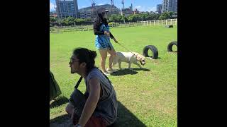 20250630_114年度犬隻行為訓練推廣計劃