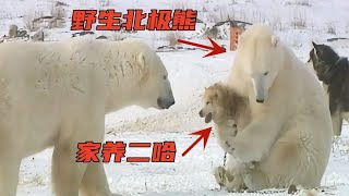 野生北极熊和家养二哈，成为了朋友！
