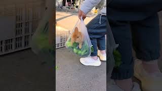 Take the little rabbit to the market Cute pet debut plan Rabbit rural little cute pet