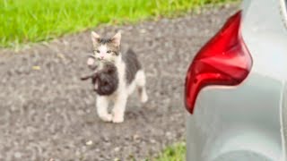 Exhausted Stray Cat Brings Her Kittens To Woman She Has Chosen