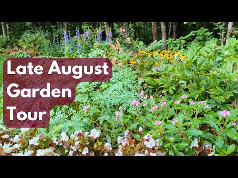 Home Gardener Late August Garden Tour Zone 5b Sun & Shade