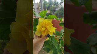 Ajke amar chad baganer kichu joba gach dekhalam #hibiscus 🌺