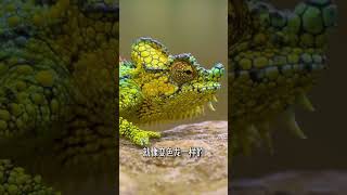 温柔的猛兽 #异宠 #神奇动物在抖音 #野生动物零距离 #昆虫世界 #爬宠