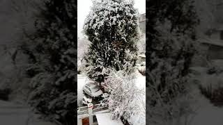 hotel shubhdev Manali balcony view book now hotel contact me:-9882042659 mohanthakurmanali@gmail.com