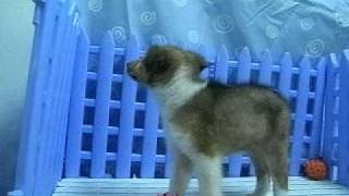 喜樂蒂牧羊犬 100年1月5日生 弟弟