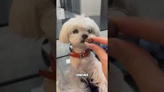 3 DISASTER Dog "Hacks" You're Probably Doing Right Now!#DogCareFails #PetSafety #DogMomCrimes