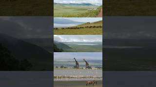 📍 Ngorongoro Crater in Tanzania 🇹🇿