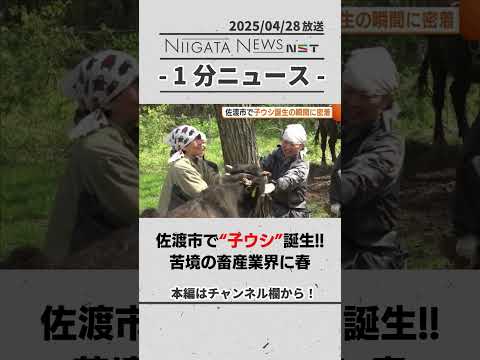 佐渡市で“子牛”誕生!!苦境の畜産業界に春 #新潟　#佐渡市　#ウシ