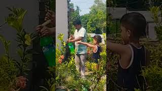 বর মশাই গাছের অনেক যত্ন করে#গাছ  #viralvideo #গাছেরপরিচর্যা #গাছেরযত্ন #ছাদবাগান #viralshort #video
