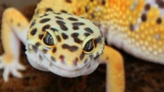 ULTIMATE LEOPARD GECKO BREEDING SETUP!!! SnakeBytesTV