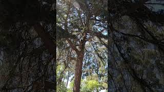Big Branch Energy #climbing #arblife #arborist #arboriculture
