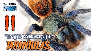 11 "Intermediate" Tarantulas to Help You Level Up