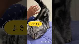 おしりぺんぺんが好き　なんでだろ　#猫 #cat #癒し #shorts