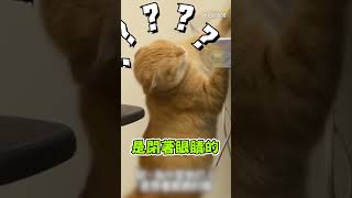 P孩貓互鬥太精彩！女「神級解說」轉播萬人讚：妳才是MVP@cosmosviral