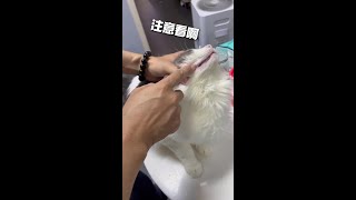 这个方法太好用 再难的猫都能搞定#猫咪喂药 #猫咪喂药方法 #猫咪吃药 #猫咪不舒服 #养猫日常
