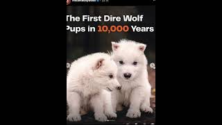 Extinction of the Dire Wolf | Mystery of the Ancient Predator | Dire Wolf Facts & History