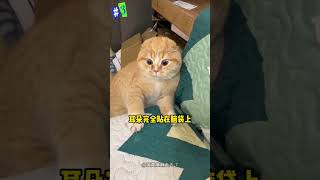猫咪心里的「小九九」，早就被耳朵出卖了！#cat #ear #secret