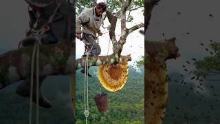 This tree is full of giant bee hives #wildlife #honey #hunting #bee