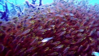 Undewater of Iriomote Island - July 2017